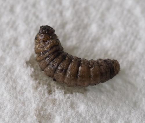 Réf. 243 080 : Peridroma saucia